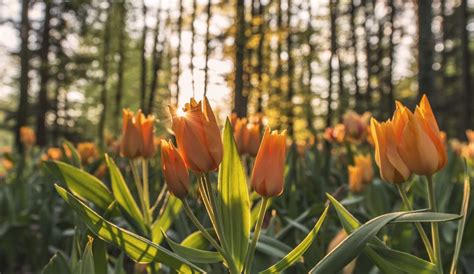  A Flor do Amanhecer – Uma Exploração Vibrante de Formas Abstratas e Sombras Misteriosas!